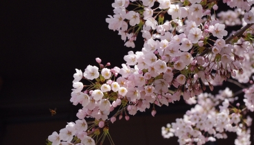 wiśnie kwiaty sakura