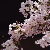 wiśnie kwiaty sakura